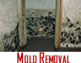 Mold Removal Winnetka