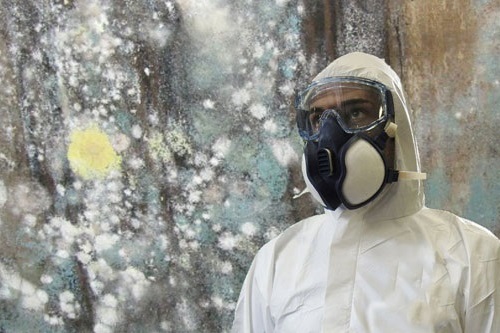 Mold Removal Wilmette